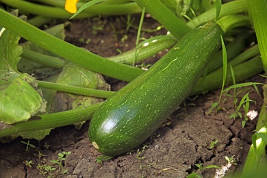 Photo of Plant with ripe tasty squash in garden