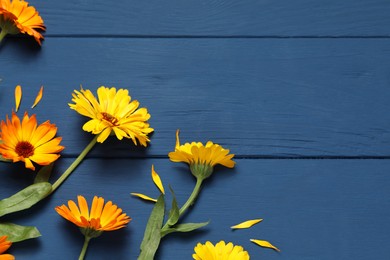 Photo of Beautiful fresh calendula flowers on blue wooden table, flat lay. Space for text