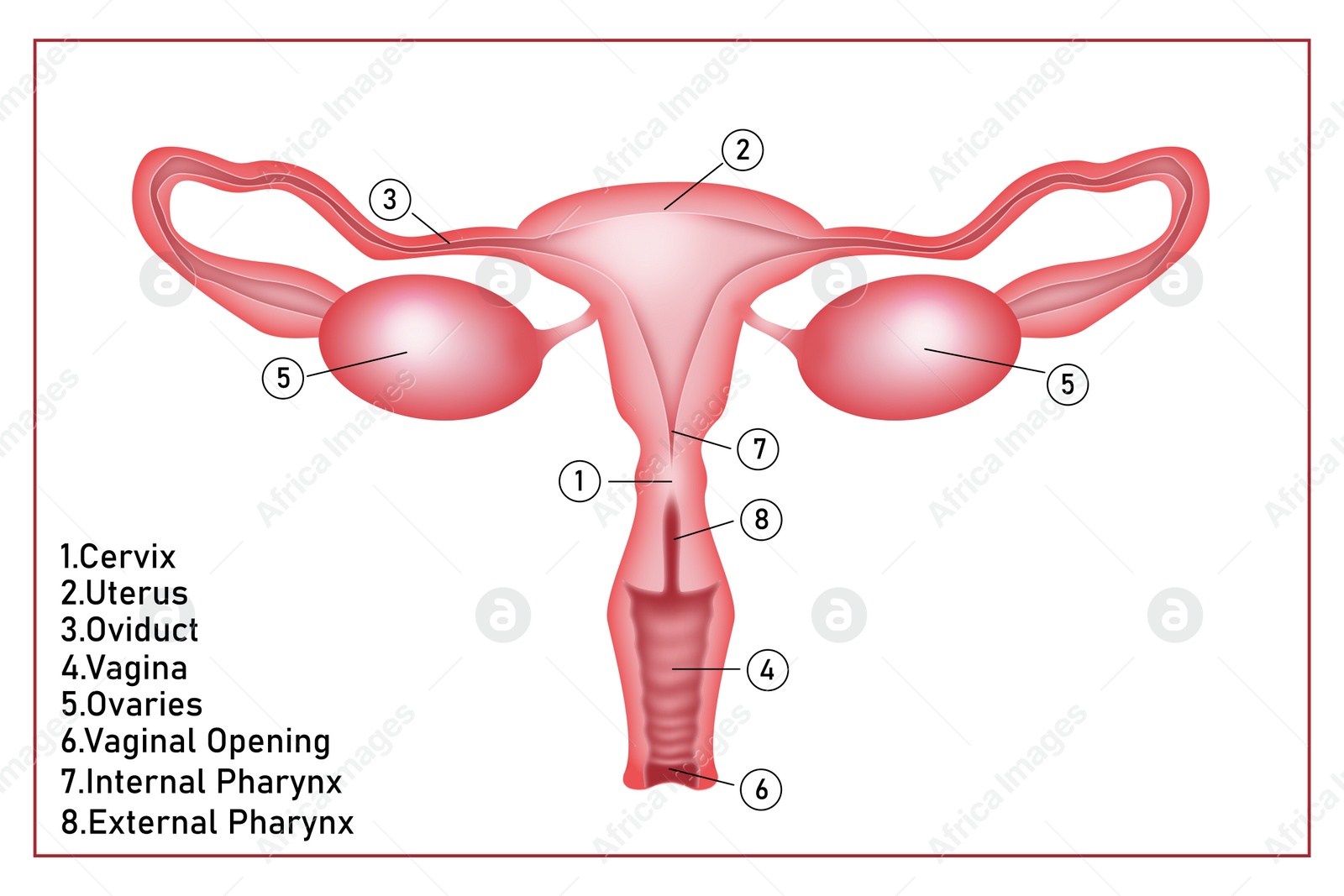 Image of Illustration of female reproductive system on white background