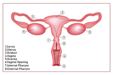 Image of Illustration of female reproductive system on white background