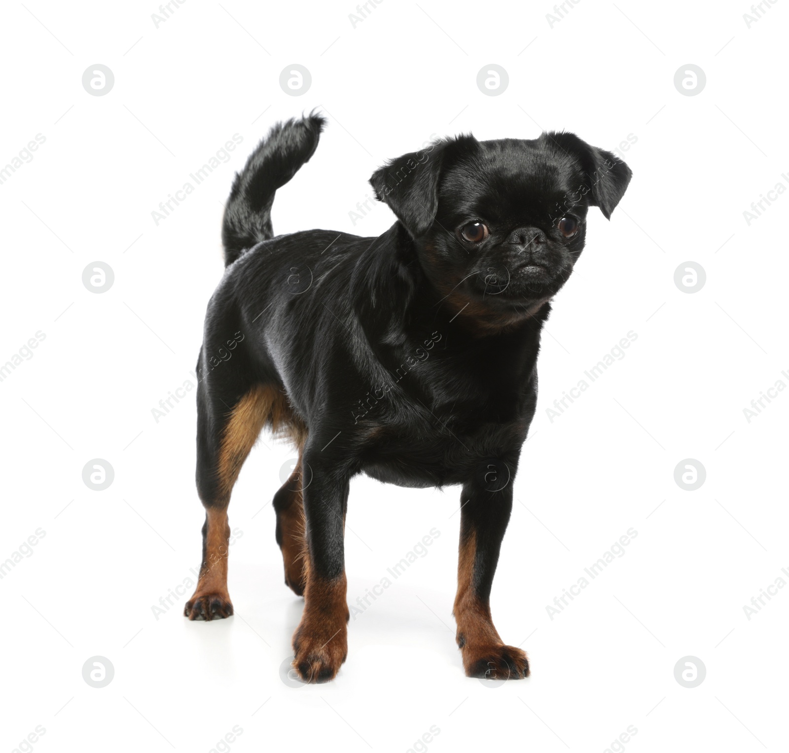 Photo of Adorable black Petit Brabancon dog standing on white background