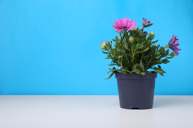 Beautiful potted chrysanthemum flowers on white table against light blue background. Space for text