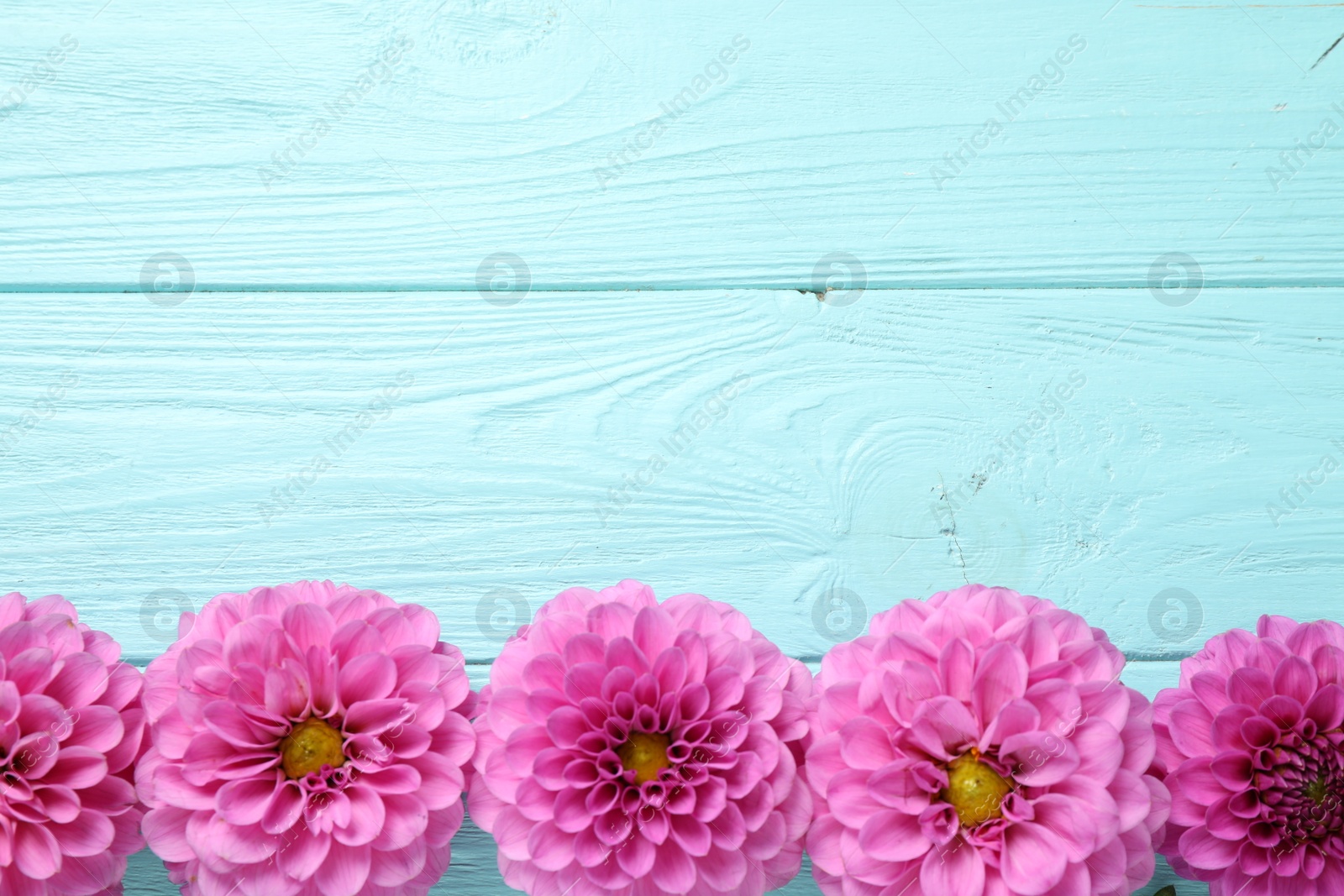 Photo of Beautiful pink dahlia flowers and space for design on turquoise wooden background, flat lay