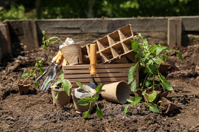 Photo of Many seedlings and different gardening tools on ground outdoors