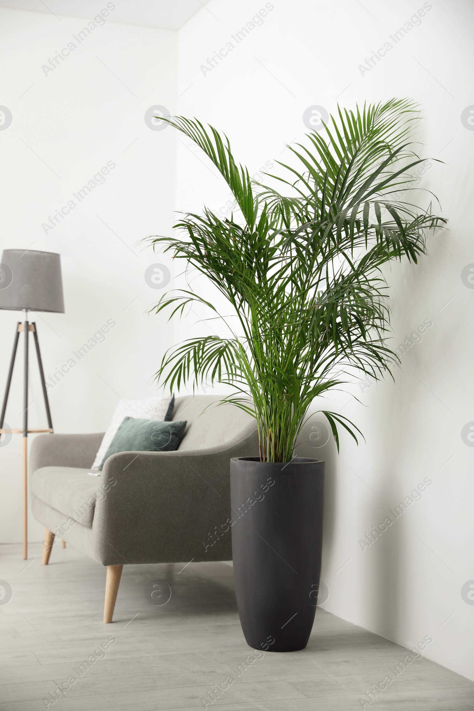 Photo of Beautiful potted palm in modern living room