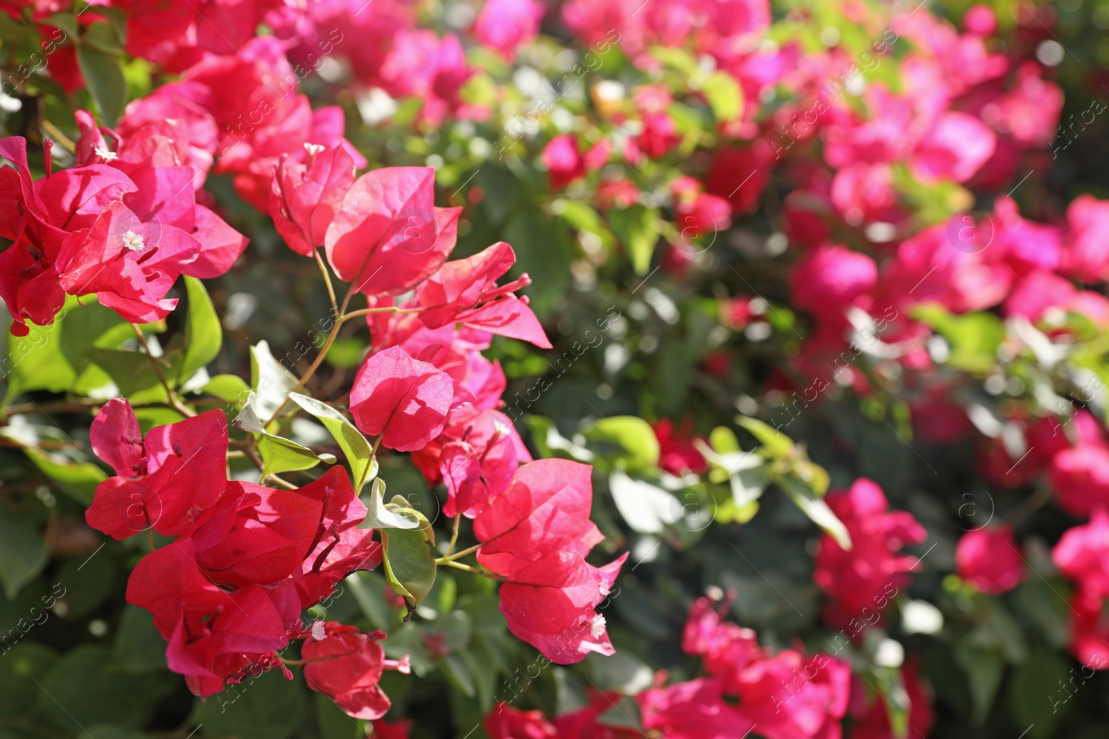 Photo of Beautiful tropical plant with flowers outdoors on sunny day