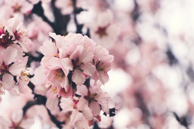 Photo of Delicate spring pink cherry blossoms on tree outdoors, closeup. Space for text