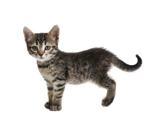 Cute little tabby kitten on white background