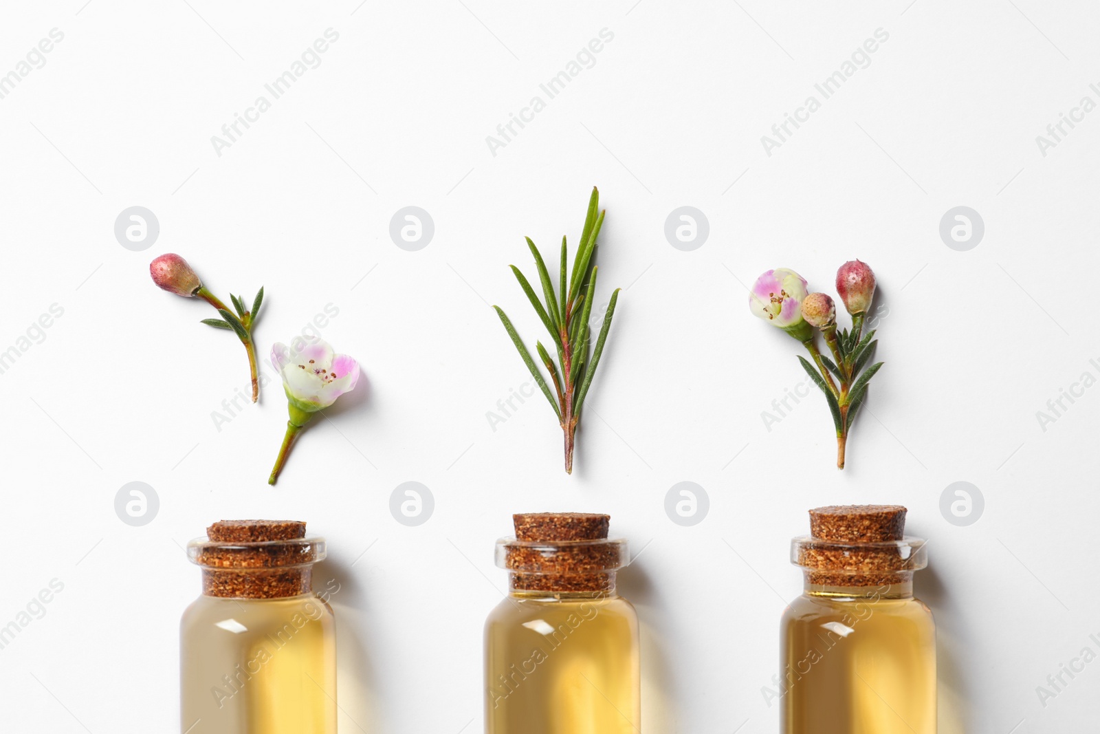 Photo of Flat lay composition with bottles of natural tea tree oil on white background