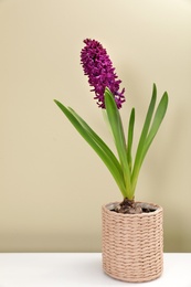 Photo of Beautiful spring hyacinth flower on table against color background