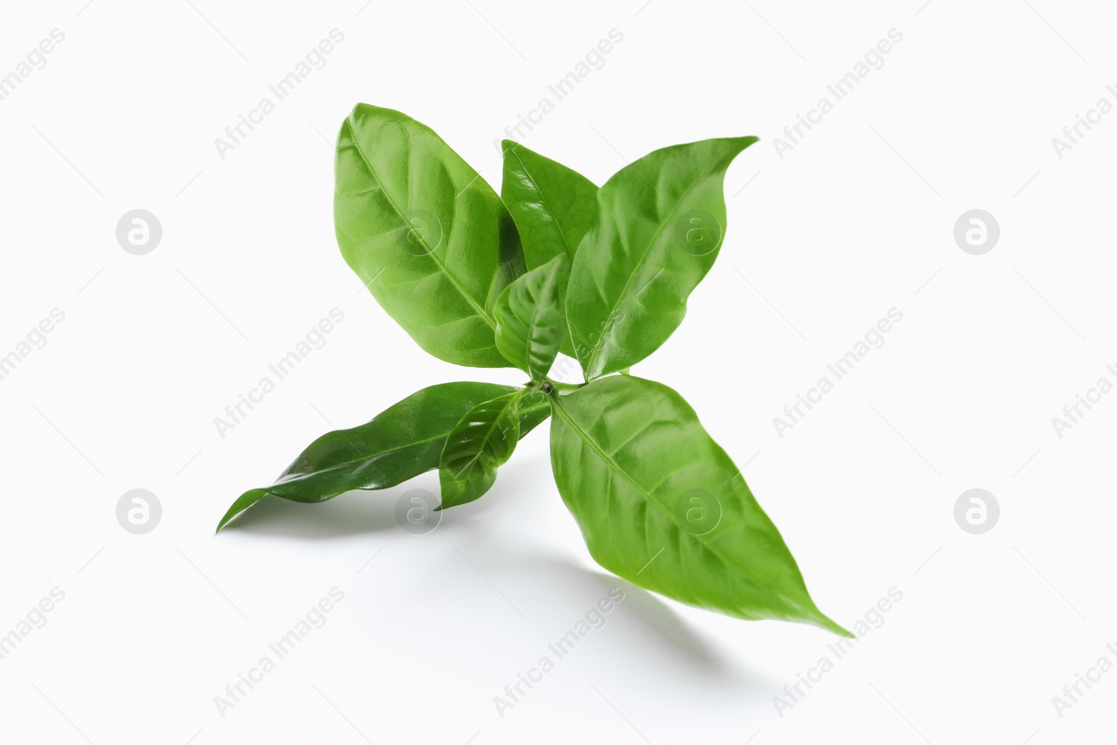 Photo of Fresh green coffee leaves isolated on white