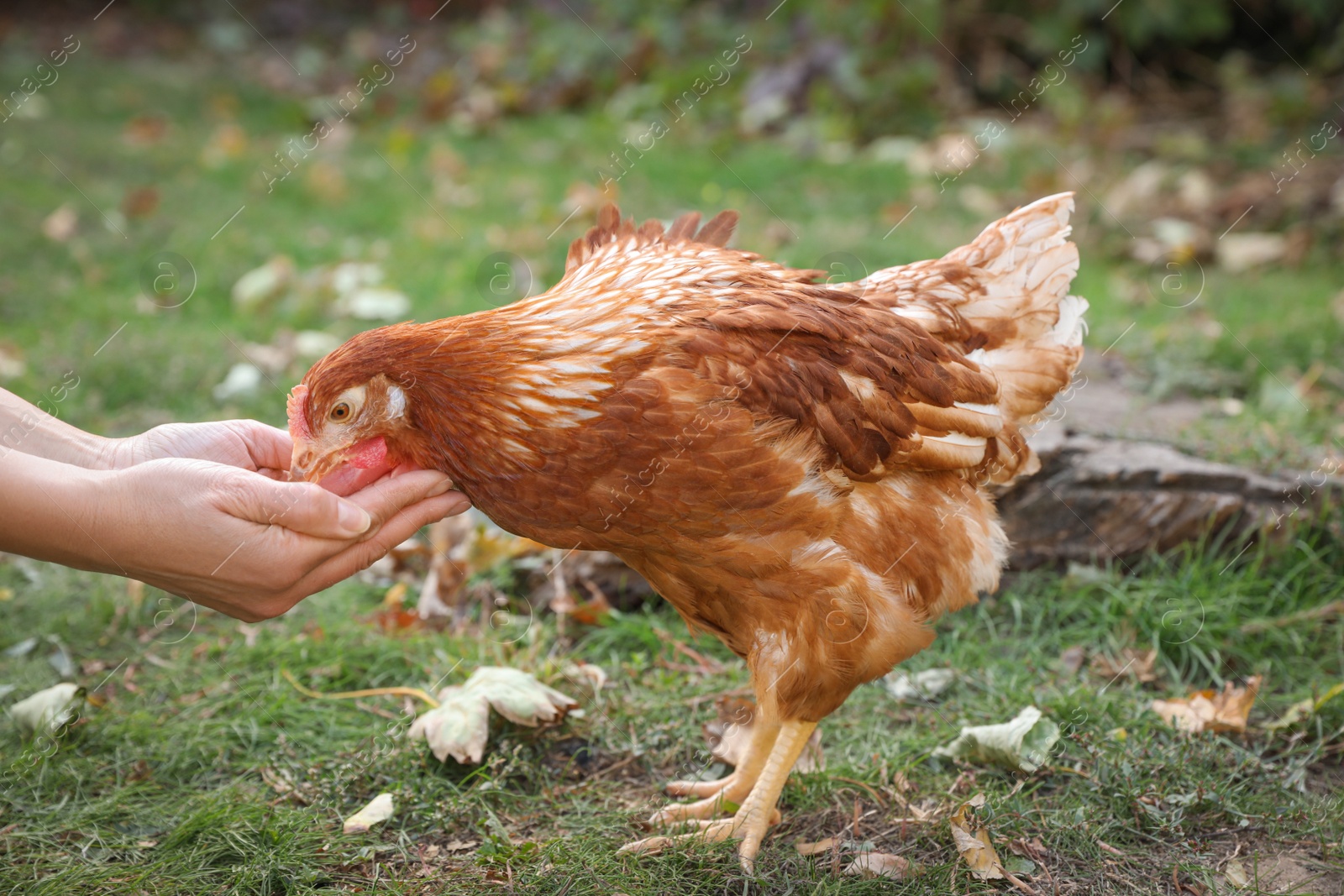 Photo of Woman feeding chicken in yard on farm, closeup. Domestic animal