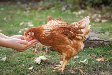 Photo of Woman feeding chicken in yard on farm, closeup. Domestic animal