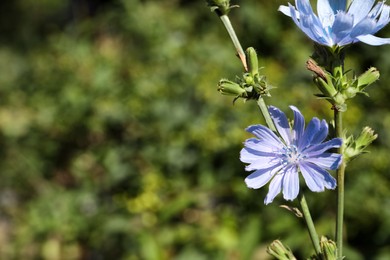 Photo of Beautiful blooming chicory flowers growing outdoors. Space for text