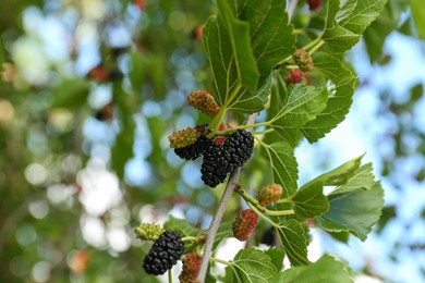 Photo of Branch with ripe and unripe mulberries in garden, closeup