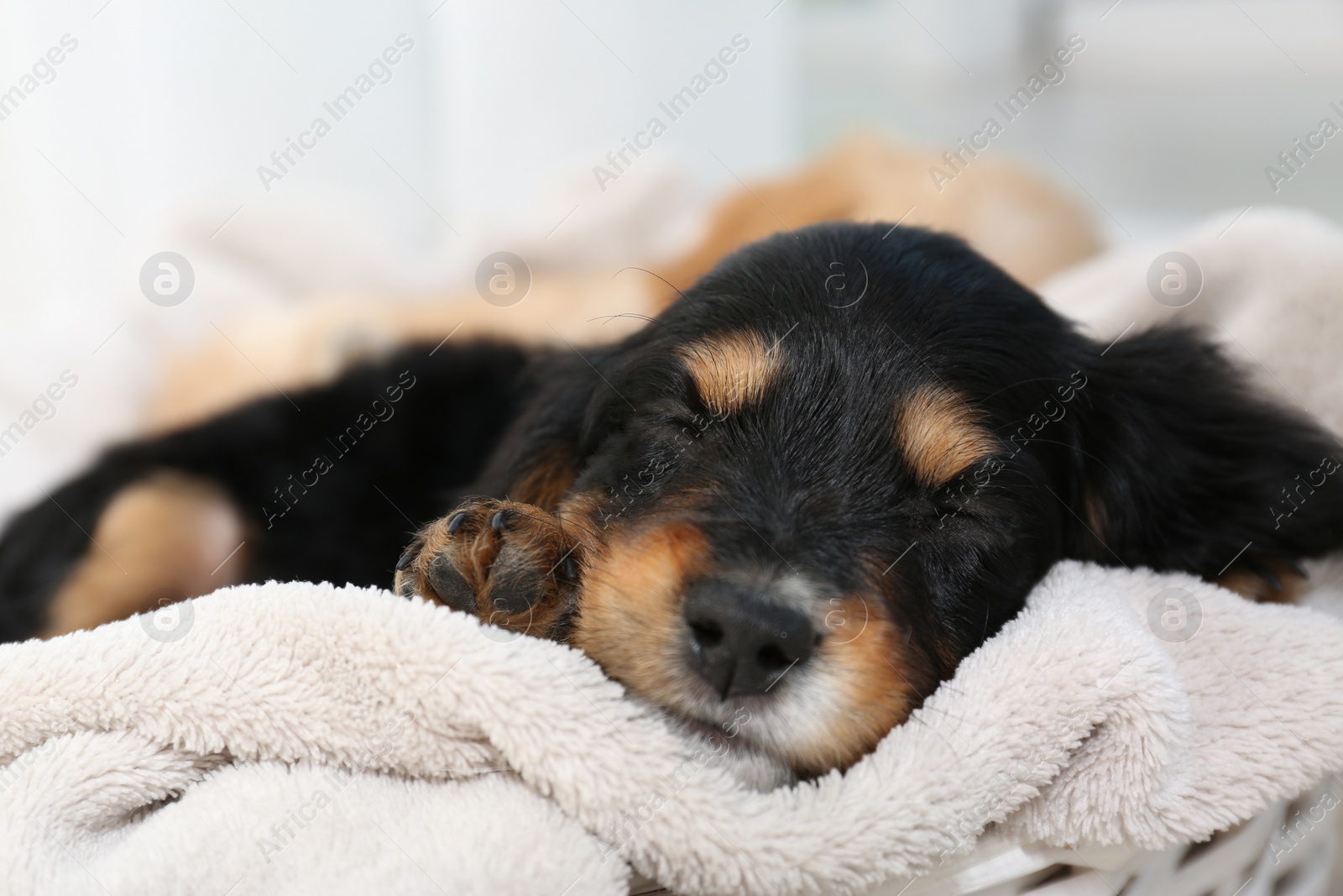 Photo of Cute English Cocker Spaniel puppy sleeping on soft plaid