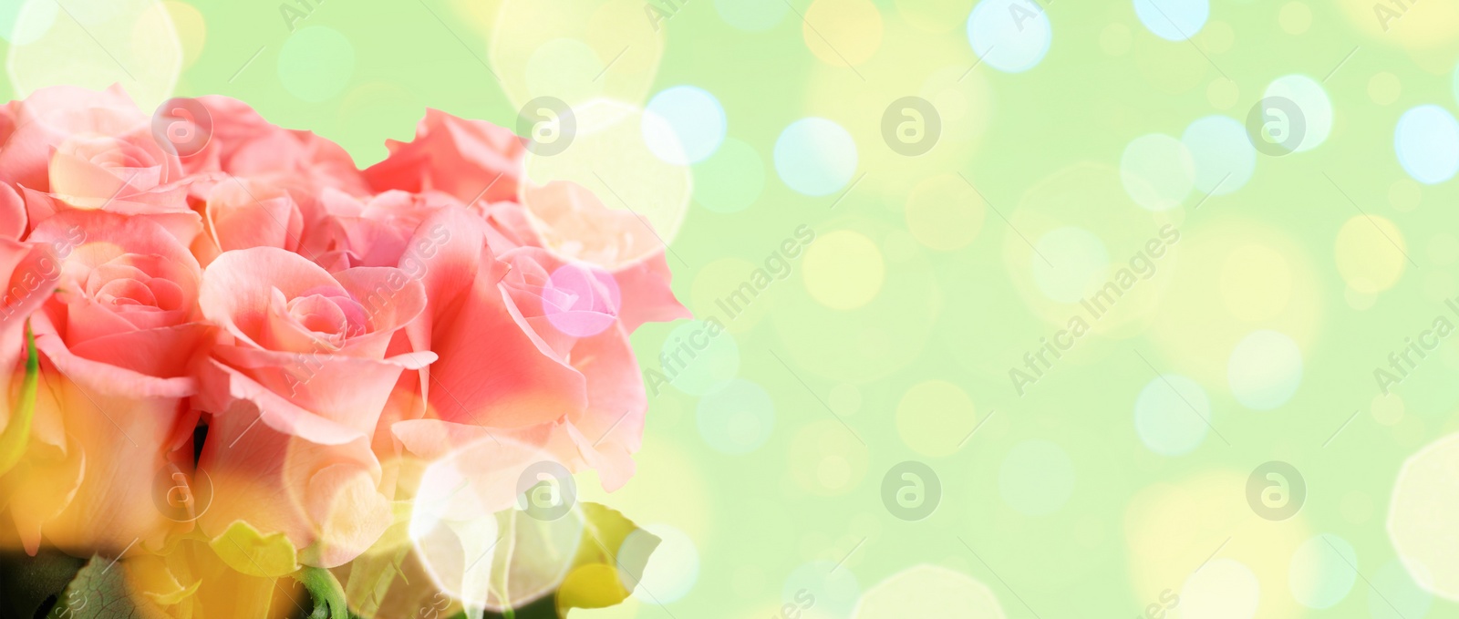 Image of Bouquet of beautiful pink roses on light background, space for text. Banner design