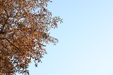 Photo of Tree with dry leaves against blue sky, space for text