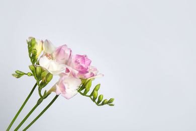 Photo of Beautiful blooming pink freesias on light background. Space for text