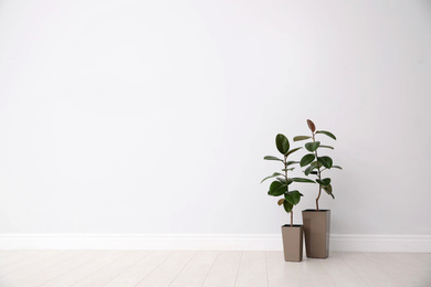 Photo of Ficuses on floor near white wall, space for text. Home plants