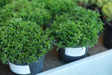 Potted green oregano plants on table, closeup