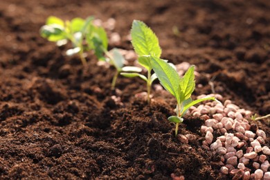 Photo of Granulated fertilizer and seedlings growing in soil, closeup