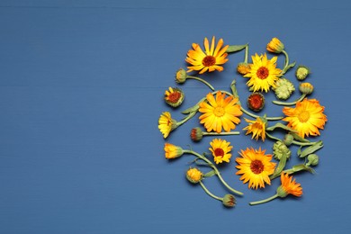 Photo of Fresh calendula flowers on blue wooden table, flat lay. Space for text
