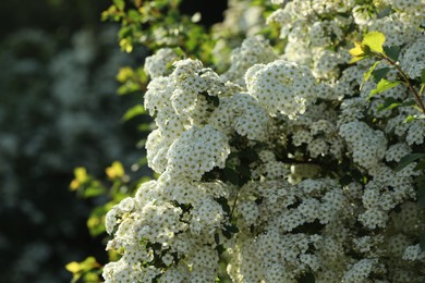 Beautiful spiraea shrub with white blossom on sunny day, closeup