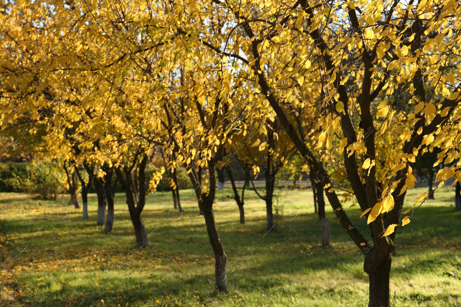 Photo of Beautiful view of autumn park with yellow trees