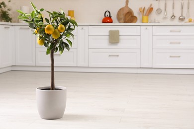 Potted lemon tree with ripe fruits on floor in kitchen. Space for text