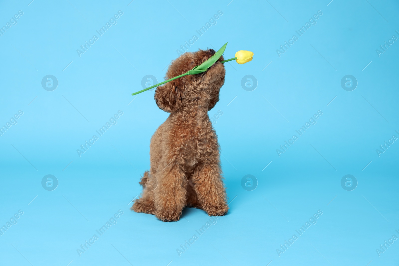 Photo of Cute Maltipoo dog holding yellow tulip flower on light blue background