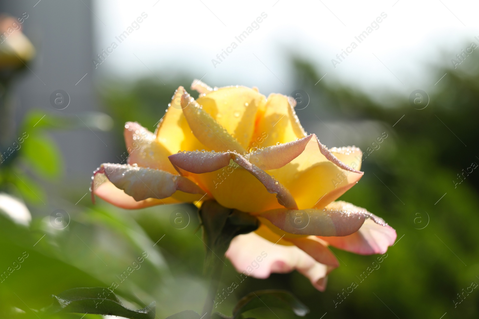 Photo of Beautiful blooming rose in garden on sunny day, closeup view