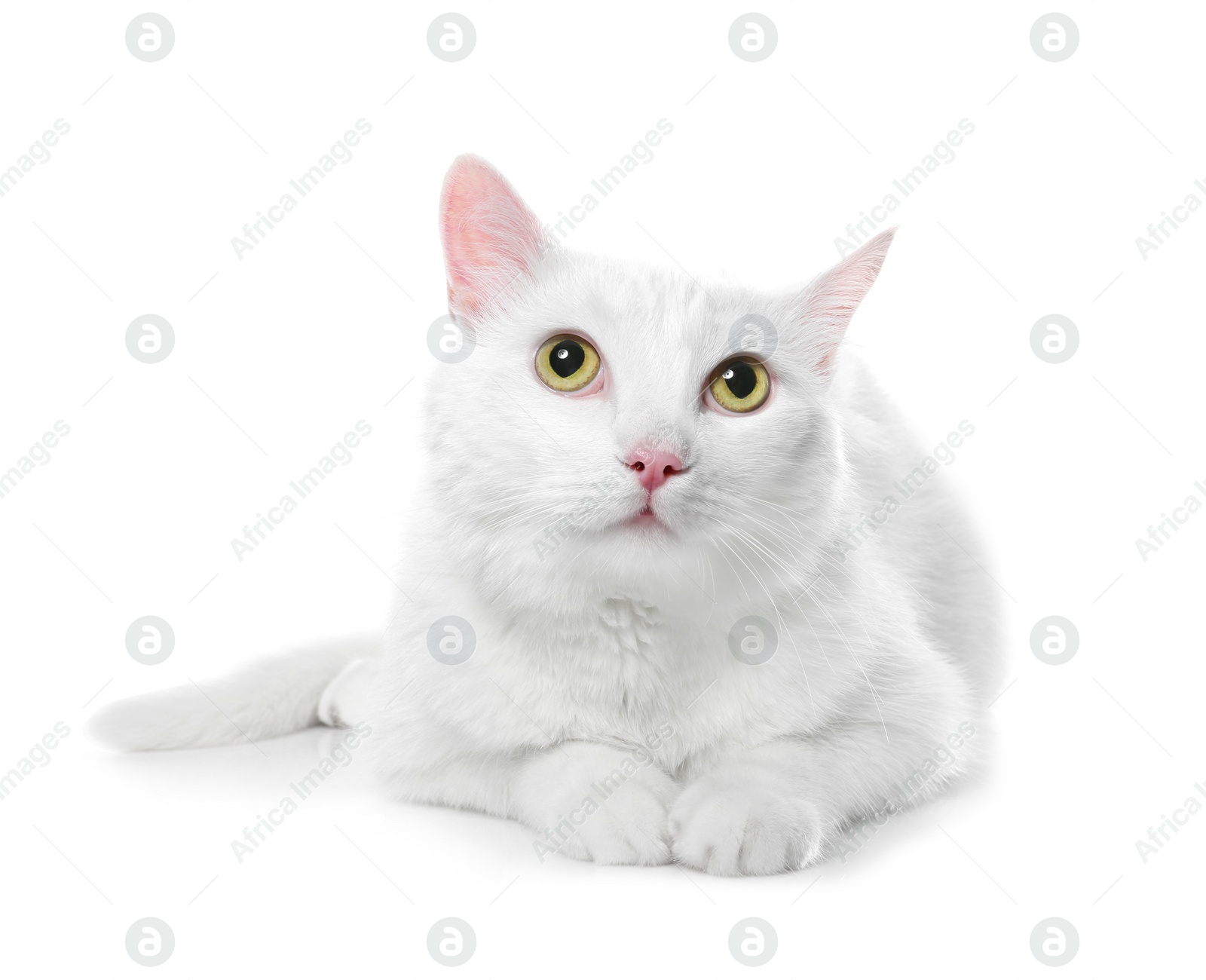 Photo of Cute cat on white background. Fluffy pet