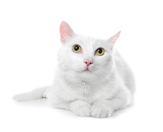 Photo of Cute cat on white background. Fluffy pet