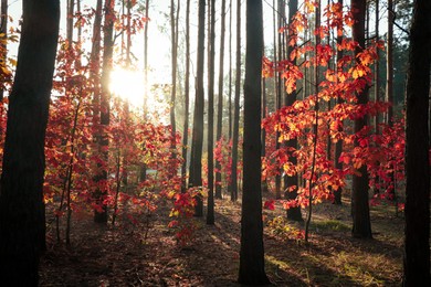 Photo of Picturesque view of forest with trees on sunny day. Autumn season