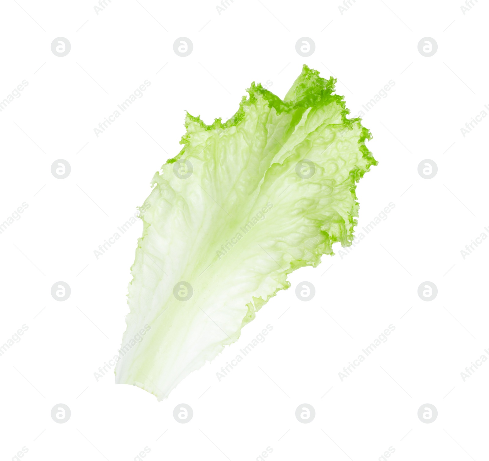 Photo of One green lettuce leaf isolated on white. Salad greens