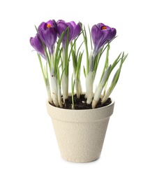 Photo of Beautiful potted crocus flowers isolated on white