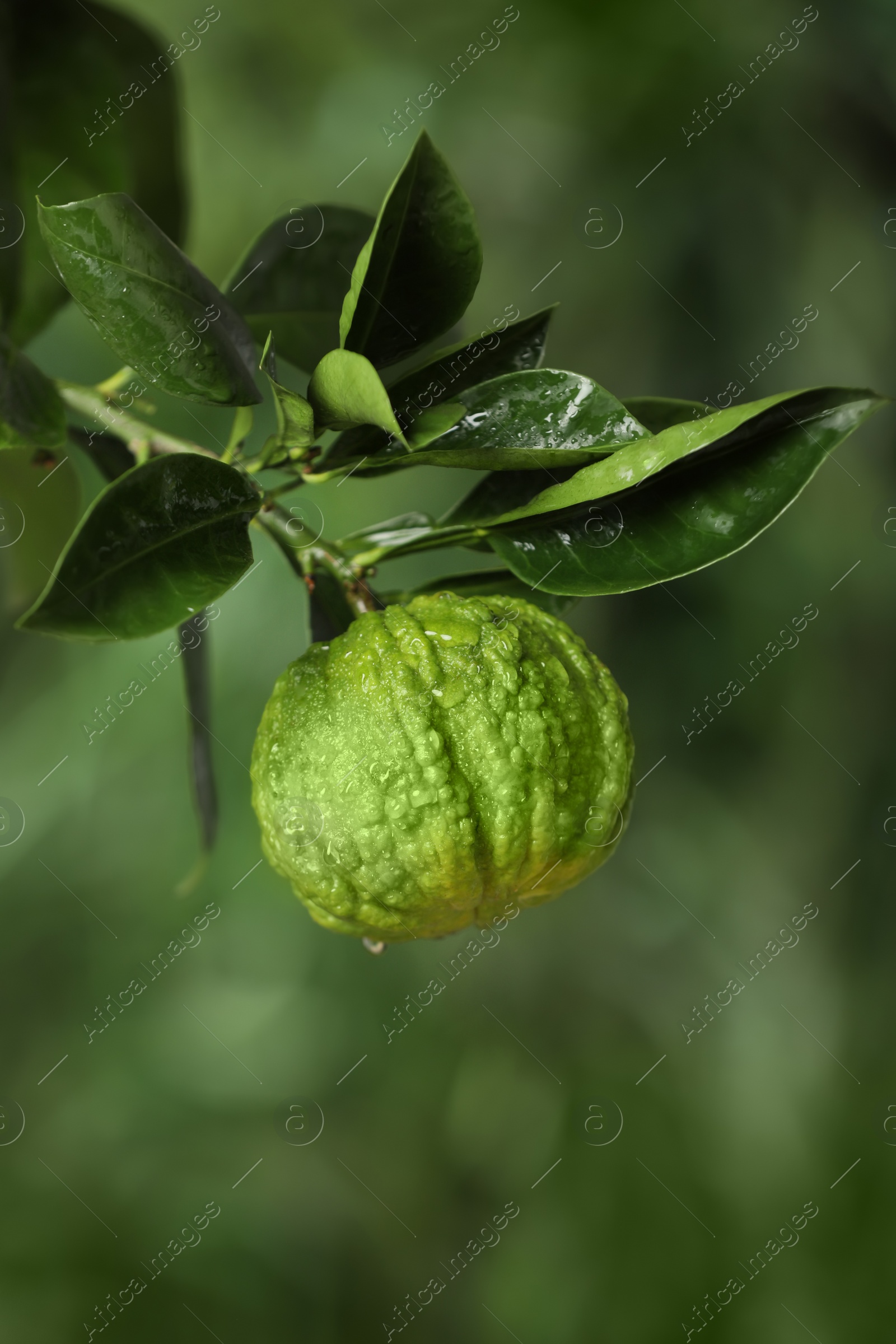 Photo of Closeup view of bergamot tree with fruit outdoors