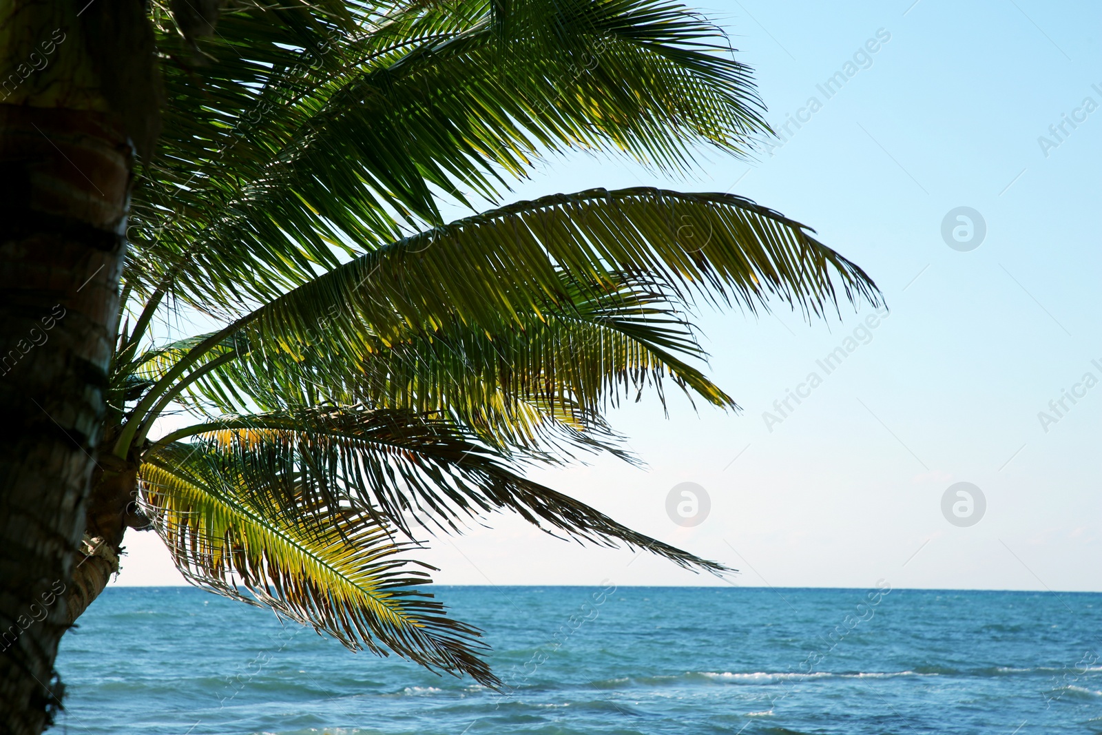Photo of Beautiful palm tree with green leaves near sea
