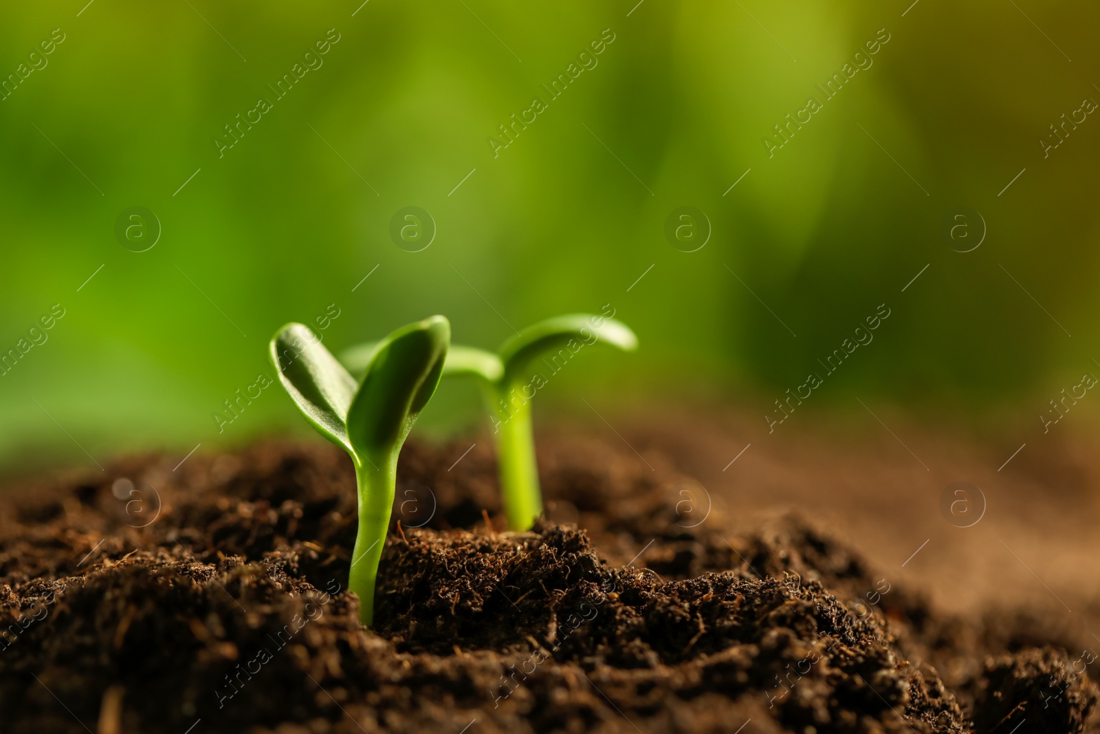 Photo of Little green seedlings growing in soil, closeup