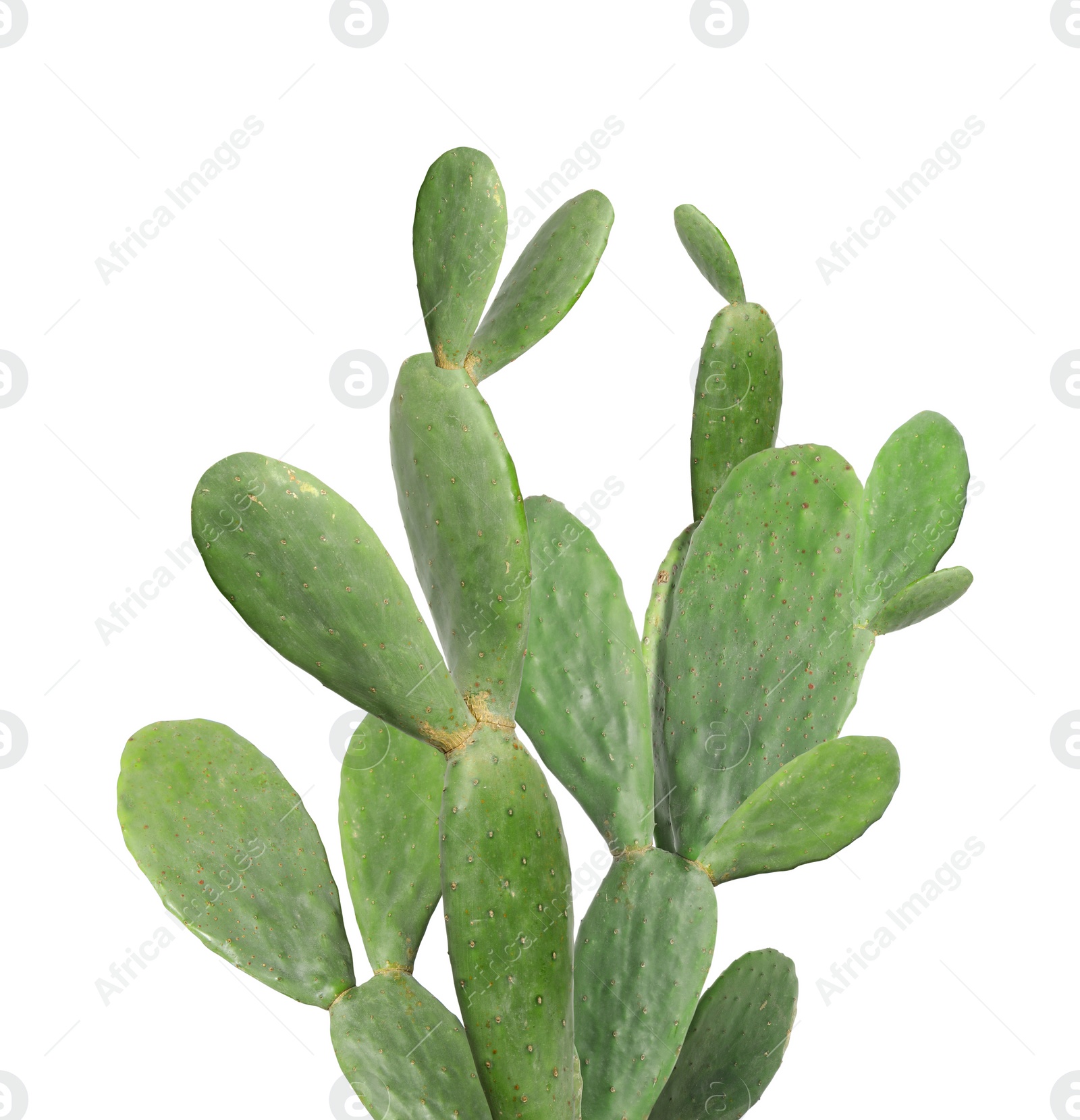 Image of Beautiful big green cactus on white background