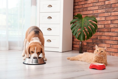 Photo of Adorable cat and dog near bowls at home. Animal friendship