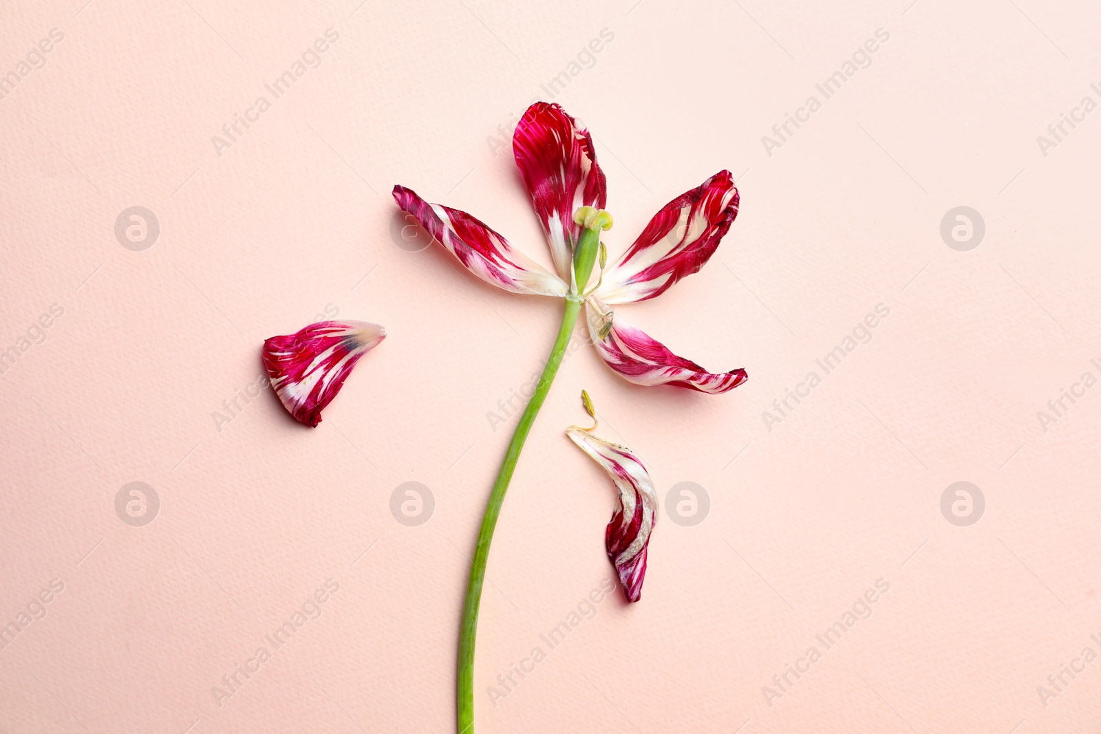 Photo of Red tulip on beige background, top view. Menopause concept