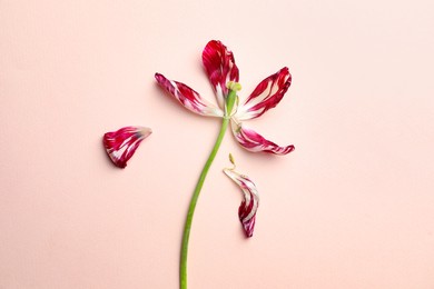 Red tulip on beige background, top view. Menopause concept