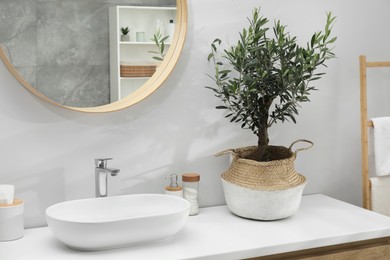 Beautiful young potted olive tree and toiletries near sink on bathroom counter. Interior design
