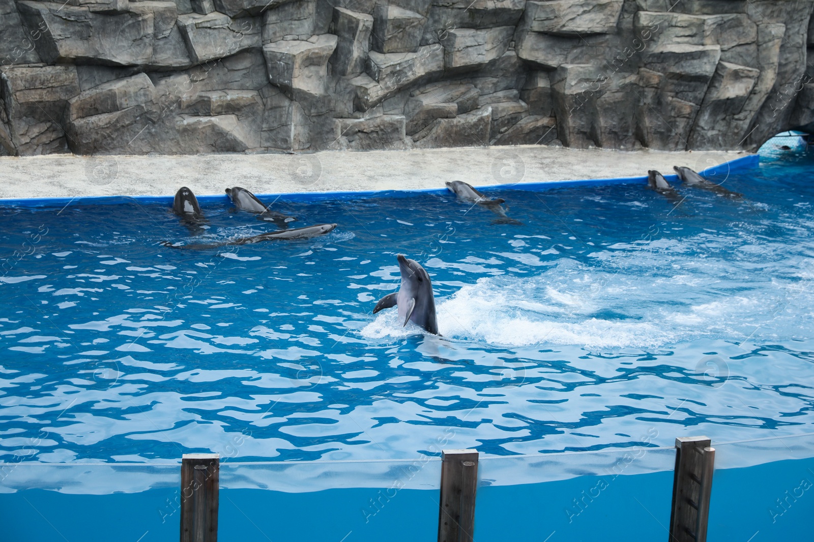 Photo of Dolphins swimming in pool at marine mammal park