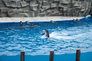 Dolphins swimming in pool at marine mammal park