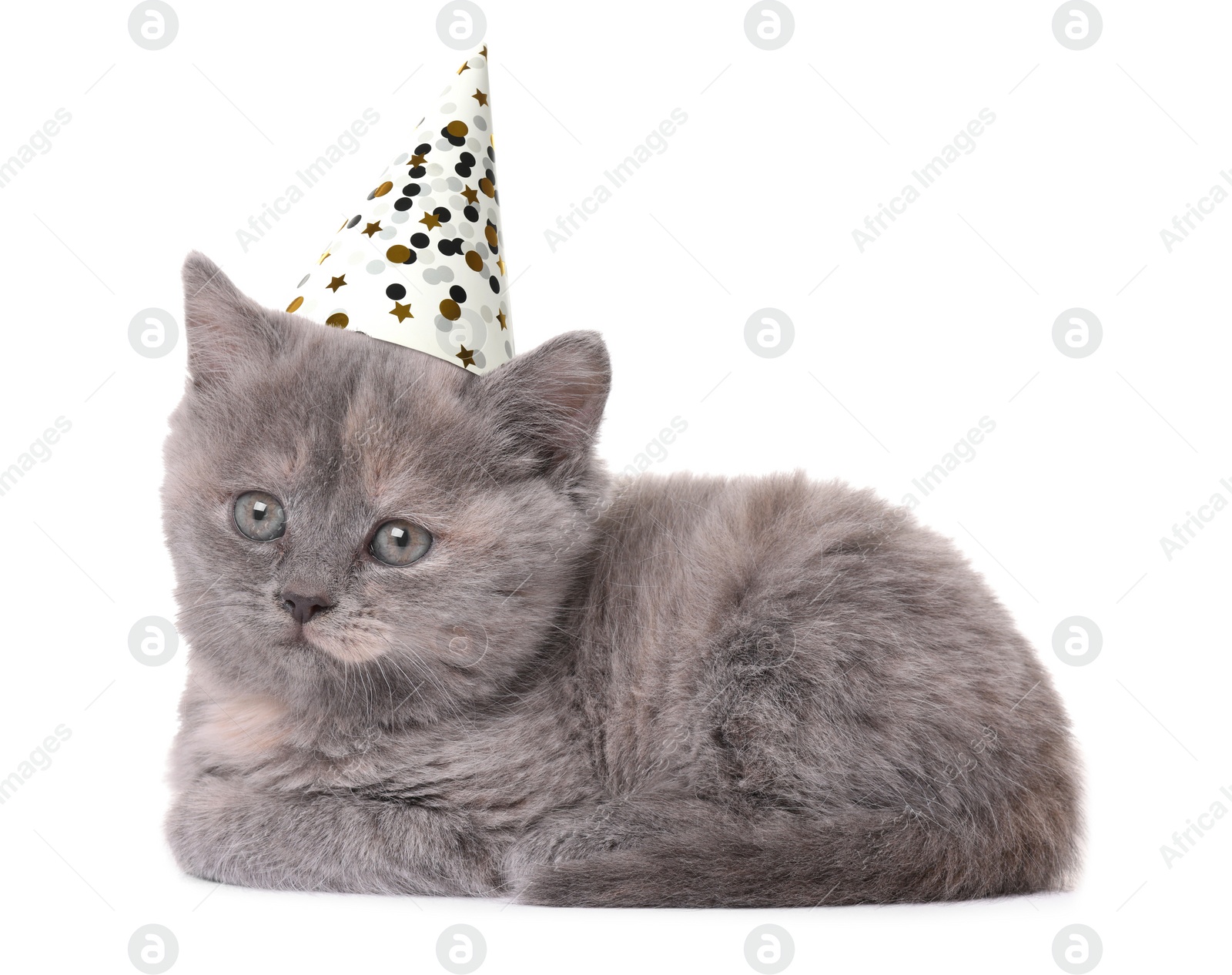 Image of Cute little kitten with party hat on white background