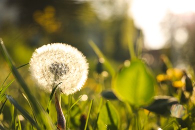 Beautiful fluffy dandelion in bright green grass on sunny day, closeup. Space for text