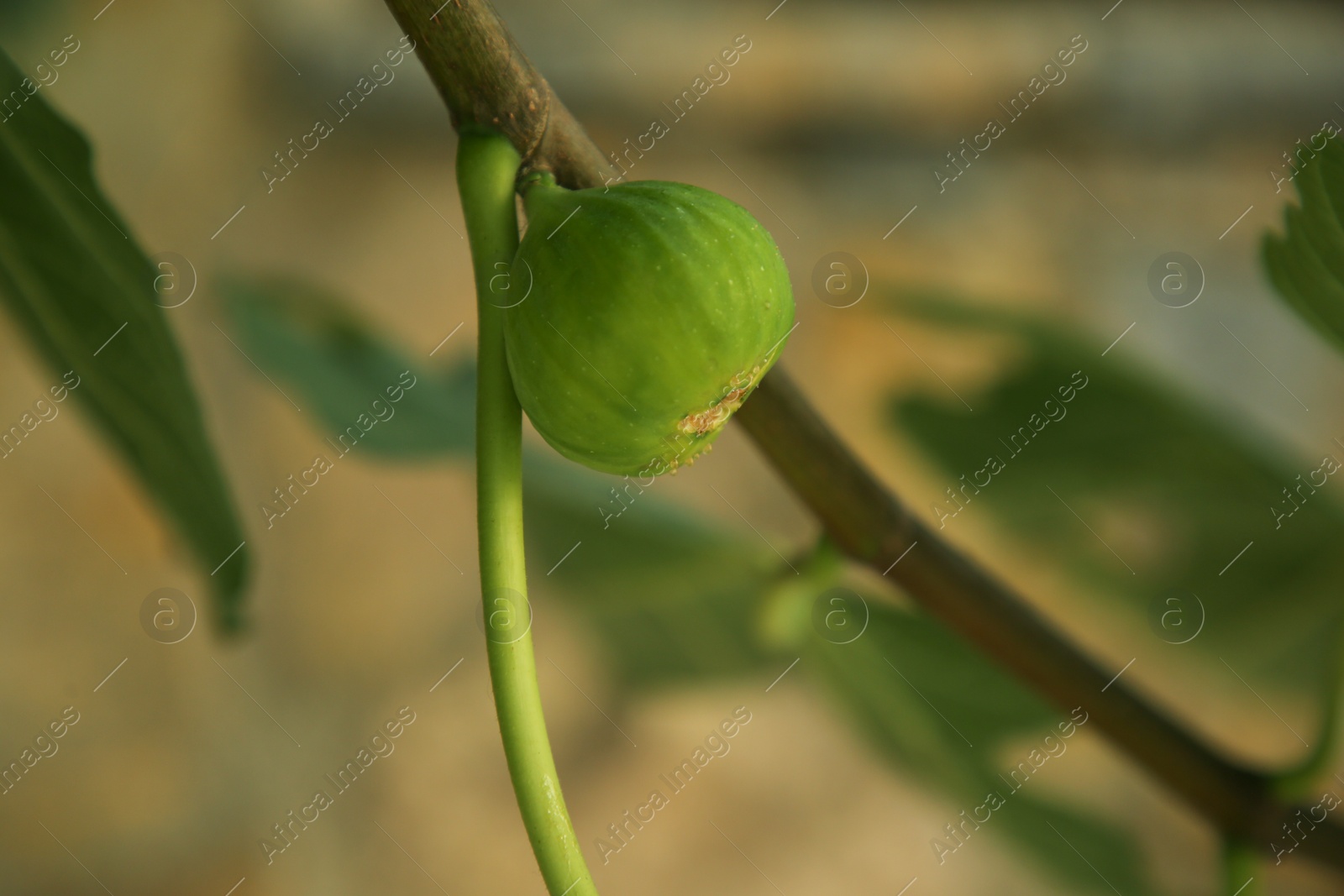 Photo of Unripe fig on tree branch in garden, closeup